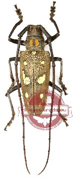 Batocera celebiana ssp.