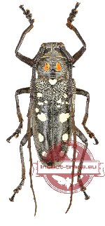Batocera rubus ssp.