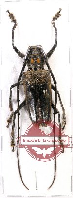 Batocera celebiana ssp.