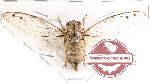 Cicadidae sp. 45