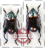 Scientific lot no. 164 Chrysomelidae (Sagra sp.) (2 pcs - 1 pc A-)