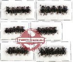 Scientific lot no. 290 Coprophaga (Onthophagini) (30 pcs)