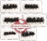 Scientific lot no. 291 Coprophaga (Onthophagini) (29 pcs)