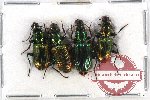 Scientific lot no. 159 Carabidae (4 pcs A-, A2)
