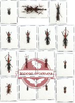 Scientific lot no. 35 Brenthidae (15 pcs)