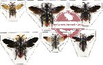 Scientific lot no. 68 Hymenoptera (6 pcs - 1 pc A2, 2pcs A-)