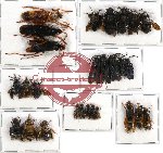 Scientific lot no. 75 Hymenoptera (27 pcs - 5 pcs A2)