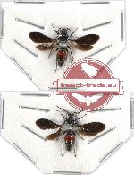 Scientific lot no. 73 Hymenoptera (Mutilidae) (2 pcs SPREAD)