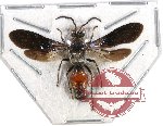 Scientific lot no. 76 Hymenoptera (Mutilidae) (1 pc)