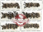 Scientific lot no. 201 Curculionidae (33 pcs)