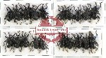 Scientific lot no. 203 Curculionidae (20 pcs)