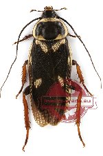 Blattodea sp. 21 (10 pcs)