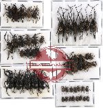 Scientific lot no. 202 Curculionidae (51 pcs)