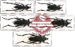Scientific lot no. 61 Cerambycidae (Callichromatini) (5 pcs)