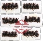 Hybosorinae sc. lot no. 31 (30 pcs)