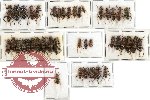 Scientific lot no. 26 Cleridae (37 pcs)