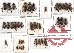 Scientific lot no. 25 Cleridae (37 pcs - 1 pc A2)