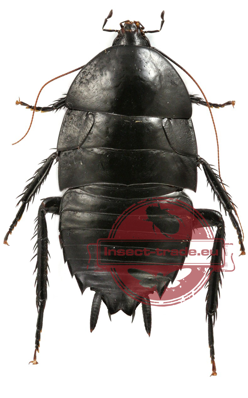 blattodea