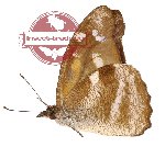 Libythea geoffroy orientalis (A-)