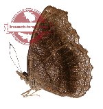 Laringa castelnaudi ssp. (A2B)