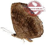 Laringa castelnaudi ssp. (A2)