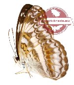 Lebadea martha distincta (A2)