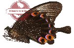 Papilio karna ssp. karna (A-)