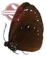 Euploea leucostictos polymela (A2)