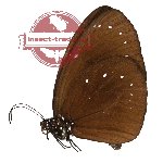 Euploea leucostictos polymela