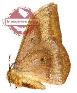 Salassa mesosa