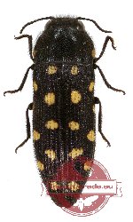 Acmaeodera (Acmaeotethya) octodecimguttata quattordecimpunctata