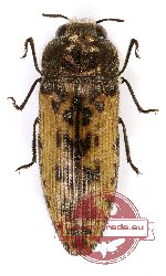 Acmaeodera (s.str.) wethloi Obenberger, 1940 (5 pcs)