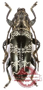 Tmesisternus politus aruanus (A-)