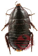 Blattodea sp. 24