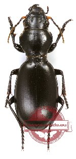 Broscus karelini