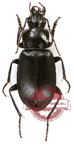 Laemostenus (Pristonychus) sp.