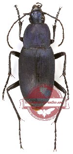 Holosoma weigoldi