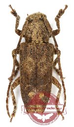 Lamiinae sp. 18