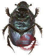 Onthophagus sp. 6A (5 pairs)