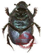 Onthophagus sp. 6A (5 pairs)