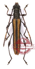 Cleomenes vittatus (A2)