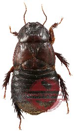 Blattodea sp. 25 (A-)