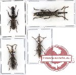 Scientific lot no. 36 Brenthidae (4 pcs - 1 pc A2)