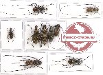 Scientific lot no. 59 Anthribidae (9 pcs)