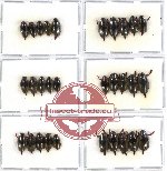 Gyrinidae Scientific lot no. 10 (30 pcs)