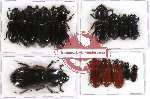 Scientific lot no. 46 Passalidae (14 pcs)