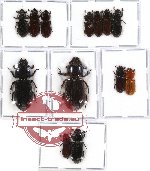 Scientific lot no. 47 Passalidae (13 pcs)