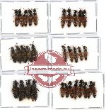 Scientific lot no. 62 Staphylinidae (32 pcs - 4 pcs A2)