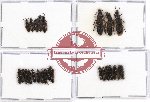 Scientific lot no. 63 Staphylinidae (25 pcs)