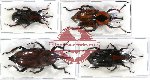 Scientific lot no. 209 Curculionidae (4 pcs)